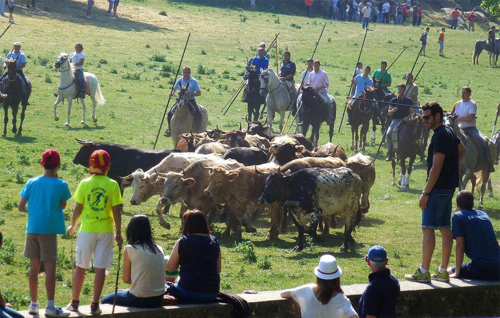 Toro-con-mansos-en-Valonsadero-Lavalenguas-2015