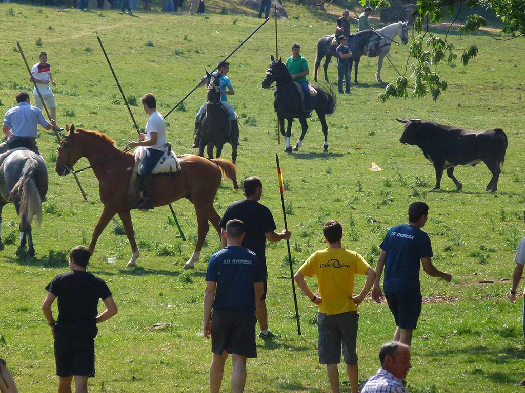 Toro-vacilando-en-Lavalenguas-Valonsadero-2015