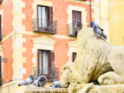 Palomas en la fuente de los Leones