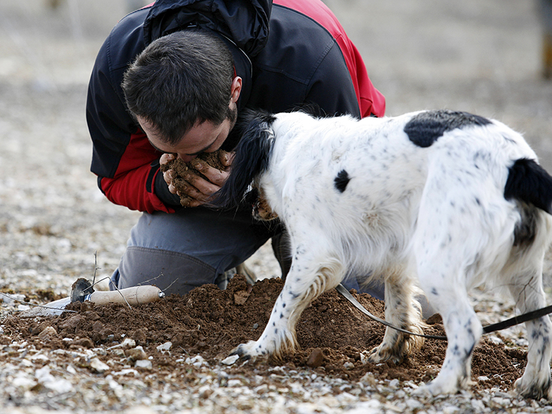 Soria. 20/02/2011. Concurso de caza de trufa con perro en Abejar