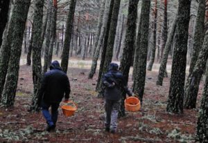 senda setera hongo miguel soria