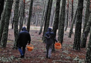 senda setera hongo miguel soria